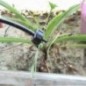 Goutteur auto-compensateur 4 l/h amovible (Pack 50 unités) Goutteur auto-compensateur 4 l/h amovible (Pack 50 unités)