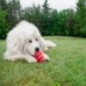 Kong Classic Giocattolo per cani extra large Kong Classic Giocattolo per cani extra large