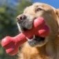Kong Goodie Bone Medium Kong Goodie Bone Medium