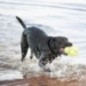 Kong Air Squeaker, ballon de rugby pour chien de taille moyenne avec son Kong Air Squeaker, ballon de rugby pour chien de taille moyenne avec son