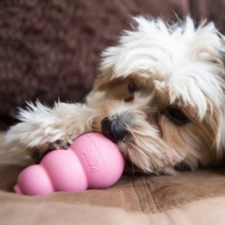 Acheter Kong Puppy Small