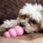 Kong Puppy Petit