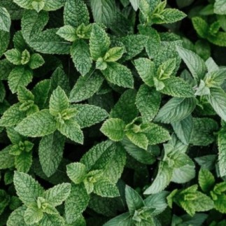 Shampoing à la menthe pour chiens | Shampoing à la menthe 1 litre