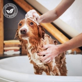 Shampoing à la menthe pour chiens | Shampoing à la menthe 1 litre