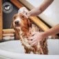 Shampooing au pamplemousse rose Fruit of the Groomer 500 ml