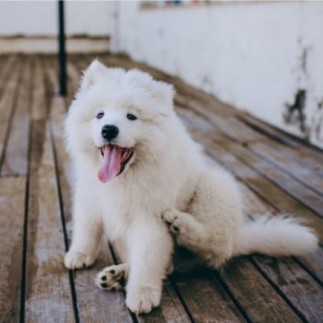 Comprar Champú Diamons pelo blanco para perros | Jabón perros