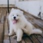 Champú Diamonds pelo blanco para perros 75 gr