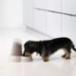 Comedouro automático para cães 0,7 litros
