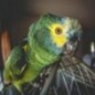 Nutribird B14 - Ração de Manutenção para Pássaros - Pacote de 3 kg