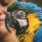 Prestige Loro Parque Amazone Nourriture pour perroquets 1 kg Prestige Loro Parque Amazone Nourriture pour perroquets 1 kg