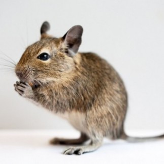 Achetez Versele-Laga Aliment complet pour Chinchilla & Degu 500 gr