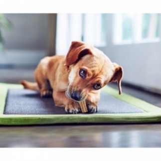 Achetez Purina Dentalife Extra Mini Friandises Dentaires pour Chiens