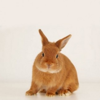 Achetez des bâtonnets croustillants pour cochon d'Inde et lapin aux légumes 110 gr