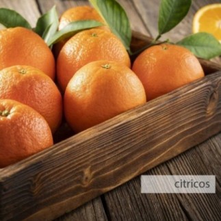 Achetez des bâtonnets croustillants pour chinchilla et cochon d'Inde aux agrumes 110 gr