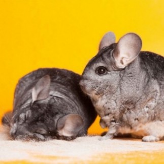 Achetez des bâtonnets croustillants pour chinchilla et cochon d'Inde aux agrumes 110 gr