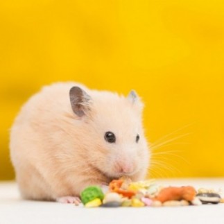 Achetez des bâtonnets croustillants pour hamsters et rats au miel et au pop-corn 100 gr