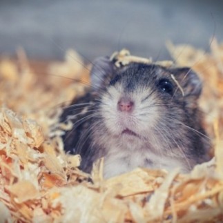 Achetez des bâtonnets croustillants pour hamsters et rats au miel et au pop-corn 100 gr