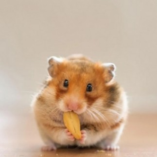 Achetez des bâtonnets croustillants pour hamsters et gerbilles au miel 110 gr
