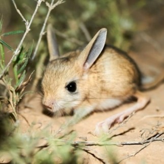 Achetez des bâtonnets croustillants pour hamsters et gerbilles au miel 110 gr
