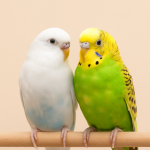 Oiseaux