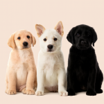 Chiens