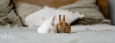 Animais de estimação